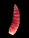 Red maggot worm isolated on black background. Royalty Free Stock Photo