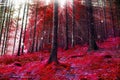 Red magic forest with lights and sunbeams