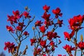 Red magnolia Royalty Free Stock Photo