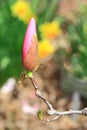 Red Magnolia Bud Royalty Free Stock Photo