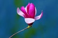 A Red Magnolia Flower Royalty Free Stock Photo