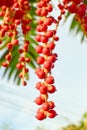 Red Maharajah palm