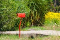 Red mailbox in a country road