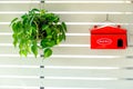 Red mailbox hangs on a white wooden wall with Philodendron Brasil pot