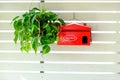 Red mailbox hangs on a white wooden wall with Philodendron Brasil pot