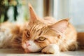 Red Maine Coon cat Royalty Free Stock Photo