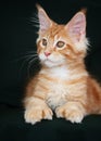 red Maine Coon cat close-up Royalty Free Stock Photo