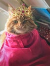 Red maine coon cat dressed up as princess anna from frozen with crown and cape