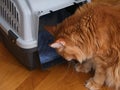 A red Maine coon cat entering it`s pet carrier Royalty Free Stock Photo