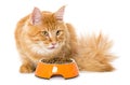 Red maine coon cat with food bowl on white background Royalty Free Stock Photo