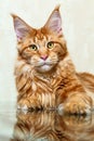 Red maine coon cat fox posing on mirror reflection Royalty Free Stock Photo