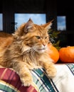 Red maine coon cat and Fresh whole orange pumpkin on a wooden table covered with a checkered tablecloth.