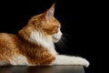 Red Maine Coon Cat Isolated on Black Background Royalty Free Stock Photo