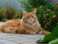 A red Maine Coon cat lying in a flower garden Royalty Free Stock Photo