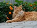 A red Maine Coon cat lying in a flower garden Royalty Free Stock Photo