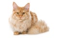 Red maine coon cat sitting on white background Royalty Free Stock Photo