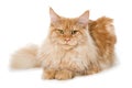 Red maine coon cat lying on white background Royalty Free Stock Photo