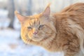 the red maine-coon cat outside