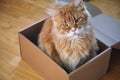 A red Maine Coon cat sitting in a cardboard box and looking at the camera Royalty Free Stock Photo
