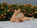 A red Maine Coon cat sitting in a flower garden Royalty Free Stock Photo