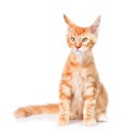 Red maine coon cat sitting in front view. isolated on white back Royalty Free Stock Photo