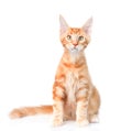 Red maine coon cat sitting in front view. isolated on white Royalty Free Stock Photo