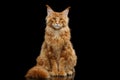 Red Maine Coon Cat Sitting with Furry Tail Isolated Black