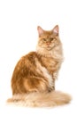 Red maine coon cat sitting on white background Royalty Free Stock Photo