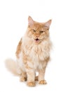 Red maine coon cat standing on white background Royalty Free Stock Photo