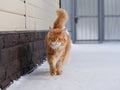 A red Maine Coon cat walking in the snow near a house Royalty Free Stock Photo