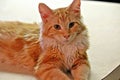 Red Maine Coon Hunter Royalty Free Stock Photo