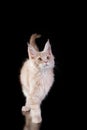 Maine Coon Kitten on a black background. cat portrait in studio Royalty Free Stock Photo