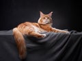 Red Maine Coon Kitten on a black background. Cat portrait in studio Royalty Free Stock Photo