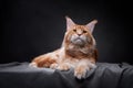Red Maine Coon Kitten on a black background. Cat portrait in studio Royalty Free Stock Photo