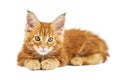 Red maine coon kitten, isolated Royalty Free Stock Photo