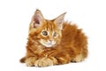 Red maine coon kitten, isolated Royalty Free Stock Photo