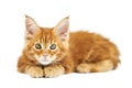 Red maine coon kitten, isolated Royalty Free Stock Photo