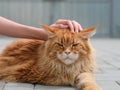 A red Maine Coon lying on tiles and being petted