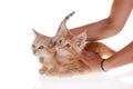 Red Maine Coon and Sand dune kittens isoated on white Royalty Free Stock Photo