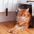 Red Maine Coon Sitting in a Cat Carrier Royalty Free Stock Photo