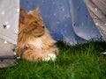 Red Maine Coone cat sitting under a tent with draped curtains.
