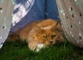 Red Maine Coone cat sitting under a tent with draped curtains.