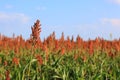 Red Maize Royalty Free Stock Photo