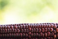 Red maize or corn fruits on nature background Royalty Free Stock Photo