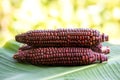 Red maize or corn fruits on nature background Royalty Free Stock Photo