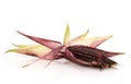 Red maize or corn fruits and seeds isolated on white surface Royalty Free Stock Photo