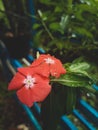 Red majors flower closeup. Mature majors flower