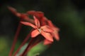 Red makro flower