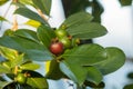 Red Malaysian Guava Psidium Guajava Royalty Free Stock Photo