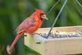 Red Male Cardinal Eating Seeds On A Feeder Royalty Free Stock Photo